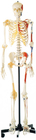 Promoción esqueleto humano con músculos pintados de un lado modelo de anatomía humana