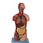 20 porciones de modelo anatómico With Inner Organs del torso asexuado