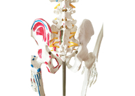 Anatomía que entrena al esqueleto de la pintura del PVC con los músculos y los ligamentos