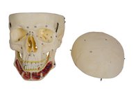 Los sinos craneales colorearon el modelo humano For Training del cráneo