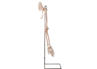 Modelo humano ISO 45001 de la anatomía del hueso de cuello de las piezas del brazo de Realisctic