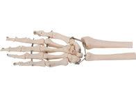 Modelo humano material 3D del hueso de mano del PVC para el entrenamiento médico
