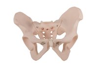 Material anatómico humano del PVC de With del modelo de la pelvis femenina del ISO 14001