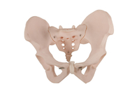 Material anatómico humano del PVC de With del modelo de la pelvis femenina del ISO 14001