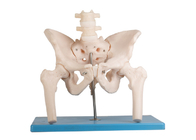 Modelo humano femoral With Stand de la anatomía de la espina dorsal lumbar