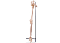 El PVC 3D baja el modelo For Medical Training del hueso de la cadera del miembro