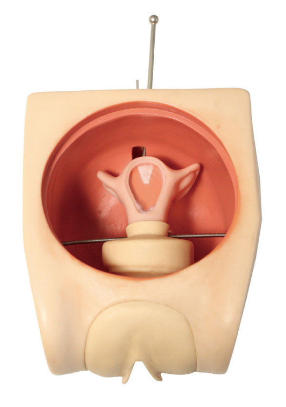 Modelo femenino de la formación de capacidades de la contracepción del simulador ginecológico anatómico exacto del útero