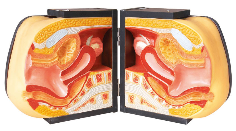 Modelo médico superior de la práctica del DIU de los maniquíes de la simulación de los órganos genitales femeninos de la sección