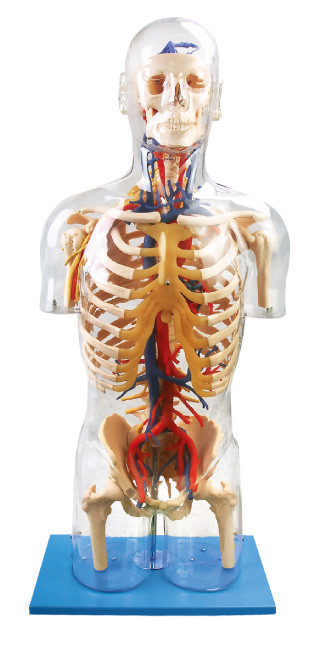 Muñeca de los nervios de los orangs del modelo humano visible interno de la anatomía y vascular principal de la educación