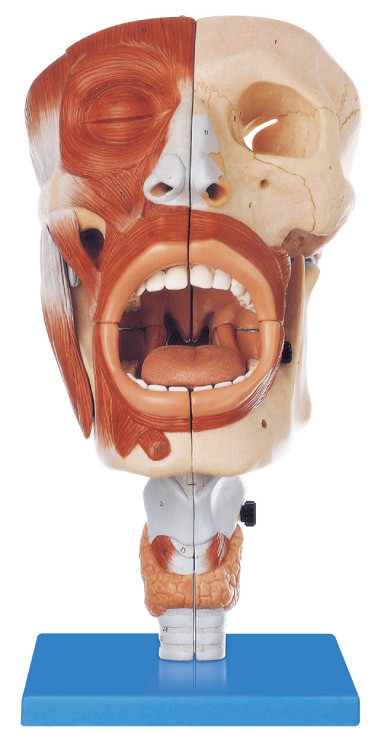El modelo humano respetuoso del medio ambiente de la anatomía del PVC nasal, la posición oral 113 exhibió el modelo de entrenamiento