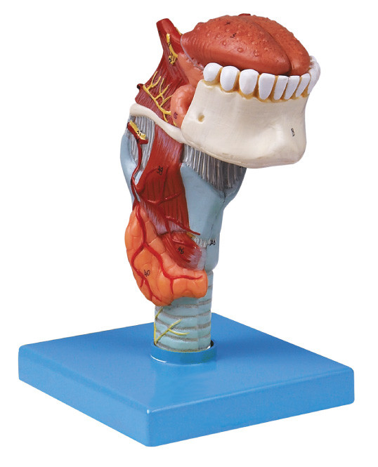 Laringe humana del modelo de la anatomía de la manufactura de la ISO con el toungue, modelo del ser humano de los dientes