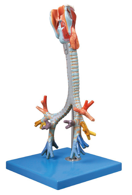El CE aprobó la tráquea humana del modelo de la anatomía de la calidad, muñeca bronquial del entrenamiento
