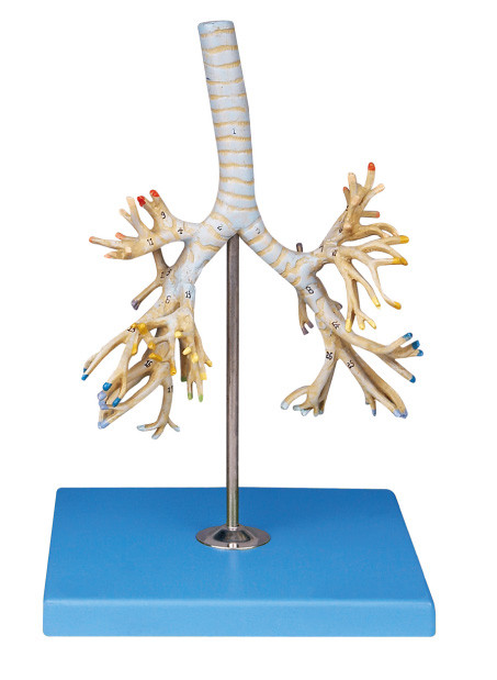 Las posiciones bronquiales del árbol 50 del PVC del modelo humano avanzado de la anatomía dispalyed para el entrenamiento de Colleage