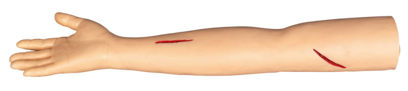 Suture los modelos de entrenamiento quirúrgicos del brazo para cortar y suturar en el colleage, hospital