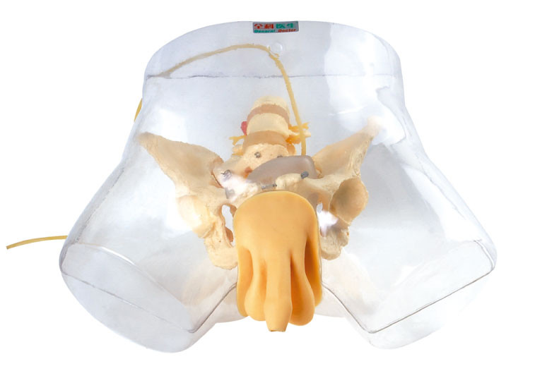 Maniquí modelo médico del oficio de enfermera, simulador uretral masculino transparente de la cateterización