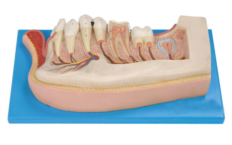 Los dientes humanos modelan, 21 posiciones se exhiben de dientes permanentes de la mandíbula sobre niño