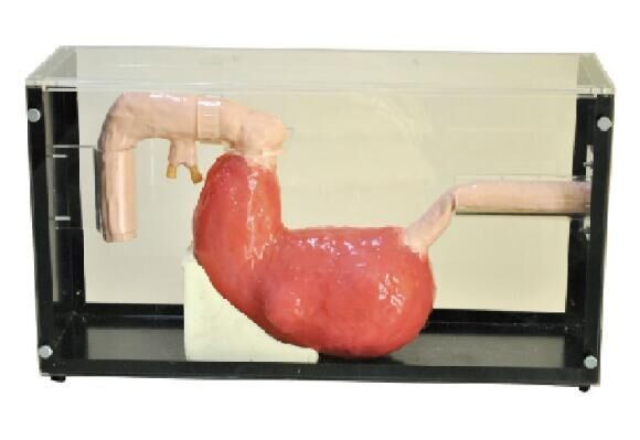 Soporte Gastroscope, herramienta clínica de la educación de la simulación de ERCP con garantía de 1 año