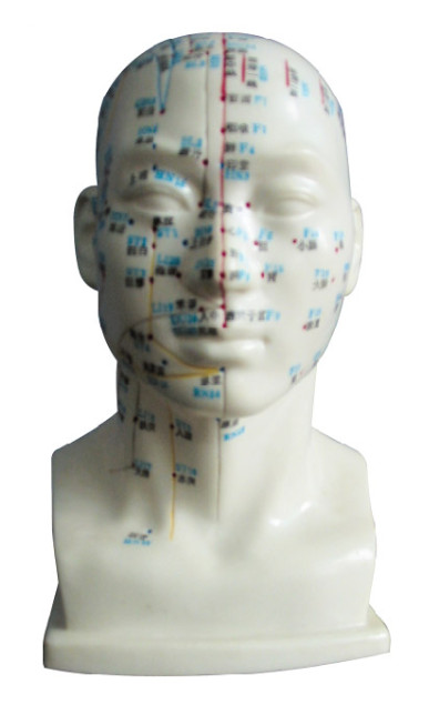 Cabeza humana con el cuerpo humano del modelo del punto de la acupuntura para las universidades médicas