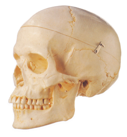 El modelo humano 3 de la anatomía del cráneo adulto de Removeable parte la educación escolar