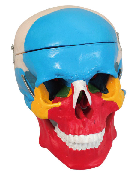 El modelo humano 2 de la anatomía de la separación colorida del cráneo parte la muñeca del entrenamiento