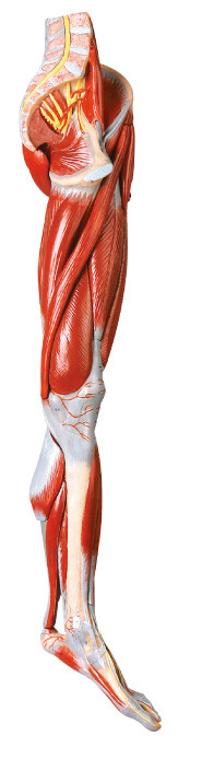 los músculos de 10 porciones de la anatomía humana de la pierna modelan con los buques y los nervios principales
