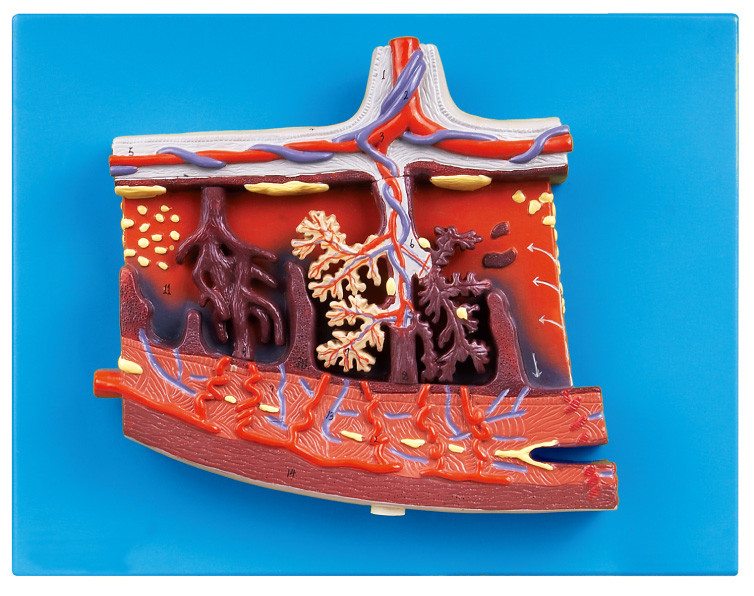 Modelo humano agrandado de la anatomía del modelo de la placenta para la placenta humana en el corte transversal