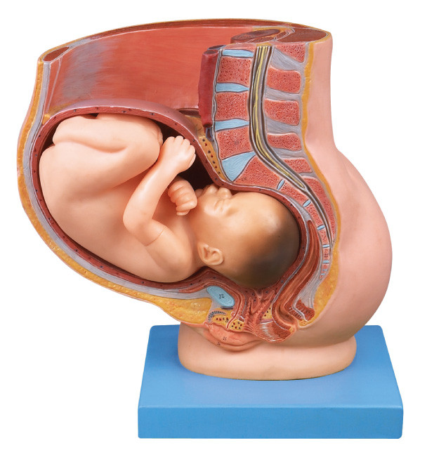 Pelvis con el útero en el modelo humano de la anatomía del noveno embarazo del mes para la educación médica