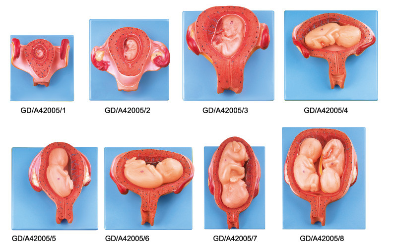 8 porciones del desarrollo embrionario de modelo humano de la anatomía de primero al séptimo embarazo del mes