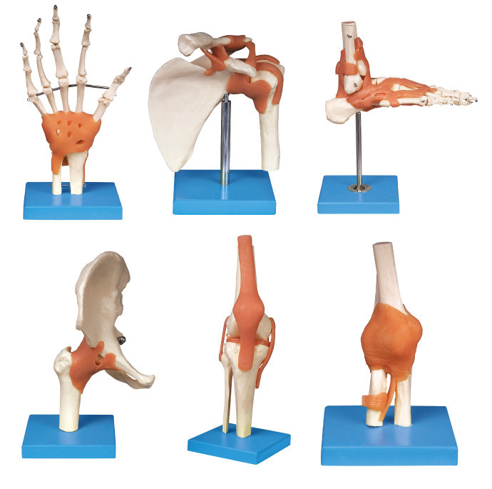 Herramienta humana común de la educación del modelo de la anatomía de la serie (hombro, codo, cadera, rodilla, mano, pie)