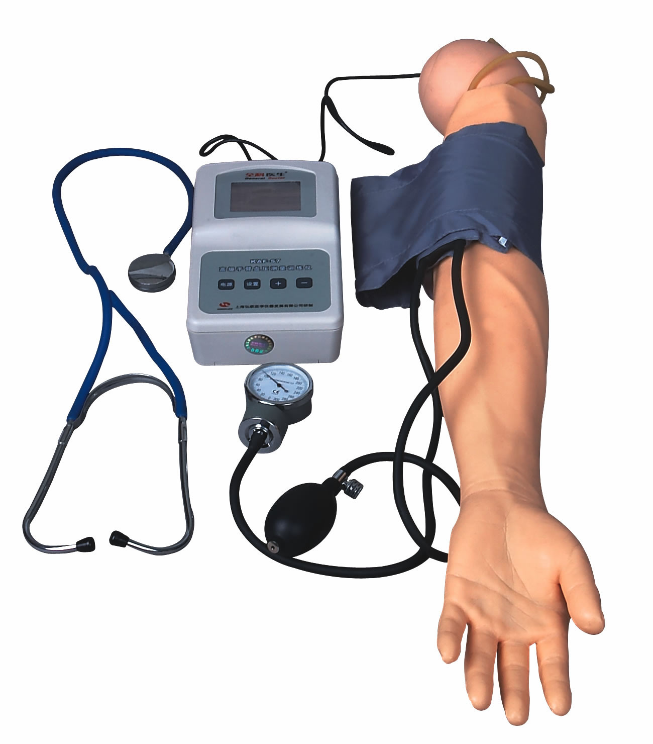 Brazo de la medida de BP con el modelo de la presión arterial del ejercicio para las universidades médicas y las escuelas