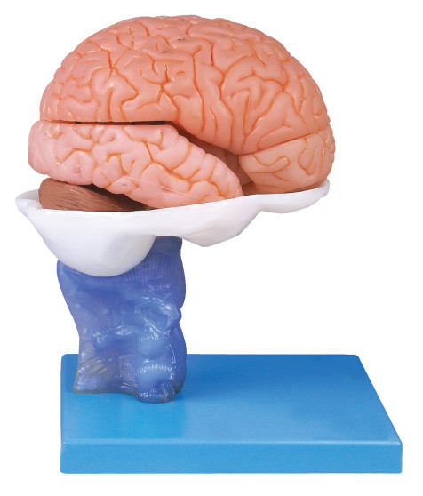 Modelo avanzado de Anatomyical del cerebro humano de la pintura con 15 porciones para el entrenamiento de la anatomía