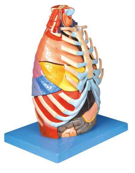 Modelo humano realista de la anatomía de la cavidad torácica con la herramienta baja del entrenamiento