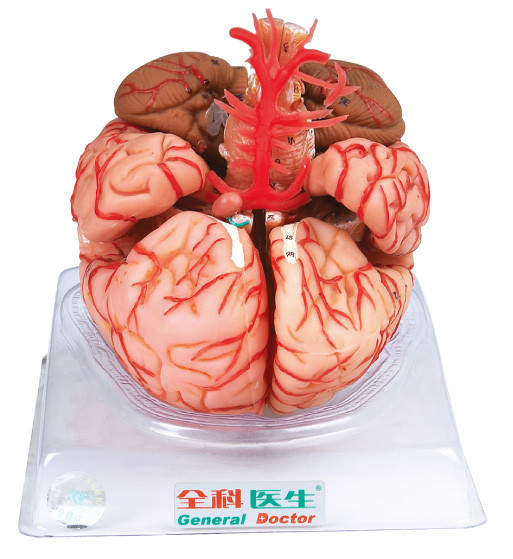 Modelo del cerebro con las arterias cerebrales para el entrenamiento de las Facultades de Medicina