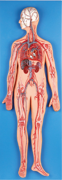 El modelo de la anatomía del sistema circulatorio introduce arterias principales y las vetea