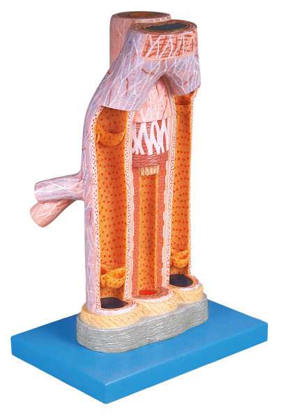 Entrenamiento médico magnificado del modelo humano de la anatomía de la arteria y de la vena para la escuela, hospital