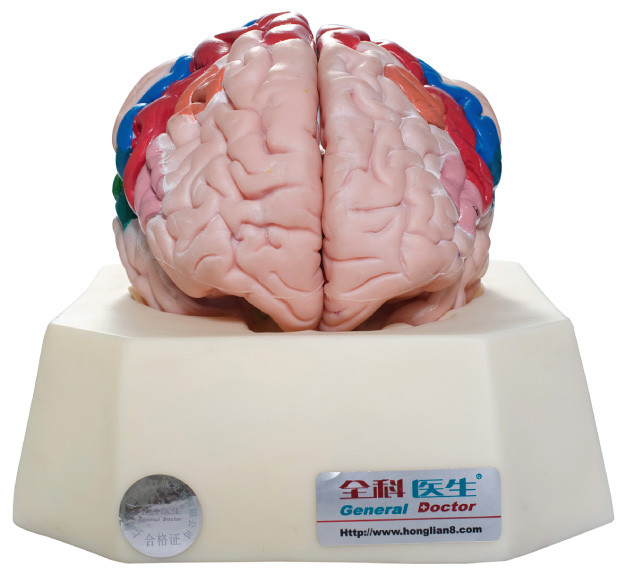 Zonas funcionales del modelo humano para los hospitales, entrenamiento de la anatomía de la corteza cerebral de las escuelas