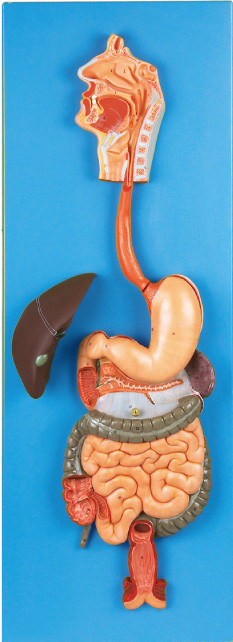 Sistema digestivo con el modelo humano para los hospitales, simulación de la anatomía del tubo digestivo de las universidades