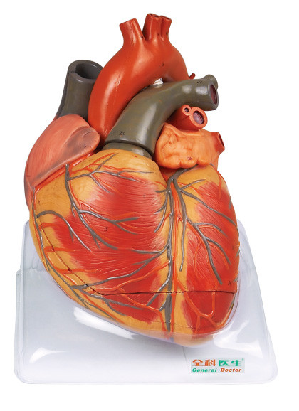 Modelo humano de la anatomía del modelo adulto de gran tamaño del corazón para el entrenamiento de cuidado del shool