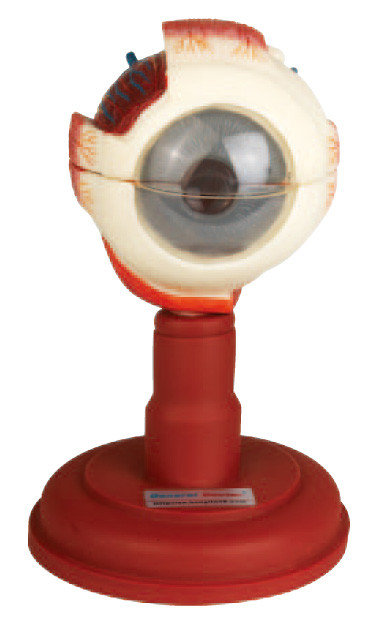 Tres porciones disecadas observan el modelo modelo para médico, escuela de enfermería de la anatomía del globo del ojo