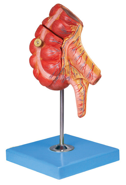 Modelo del apéndice y del intestino ciego por el PVC aprobado para el aprendizaje de las Facultades de Medicina