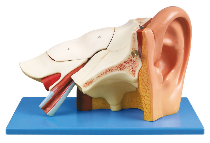 Modelo humano de la anatomía del oído de tres veces con los pares desprendibles para el entrenamiento del shool