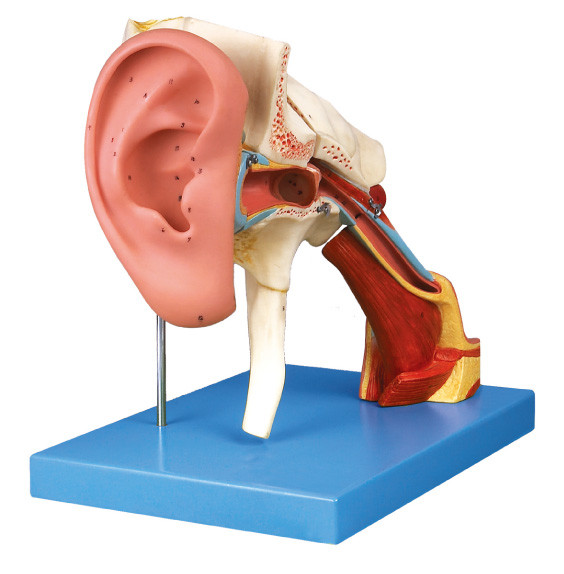 Modelo humano agrandado de la anatomía del oído con los pares desprendibles para el entrenamiento del shool