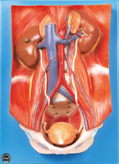 El modelo de la pared posterior del sistema urinario con 22 posiciones se exhibe para aprender