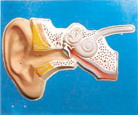 Modelo humano de regla auditivo de la anatomía del oído para el entrenamiento médico