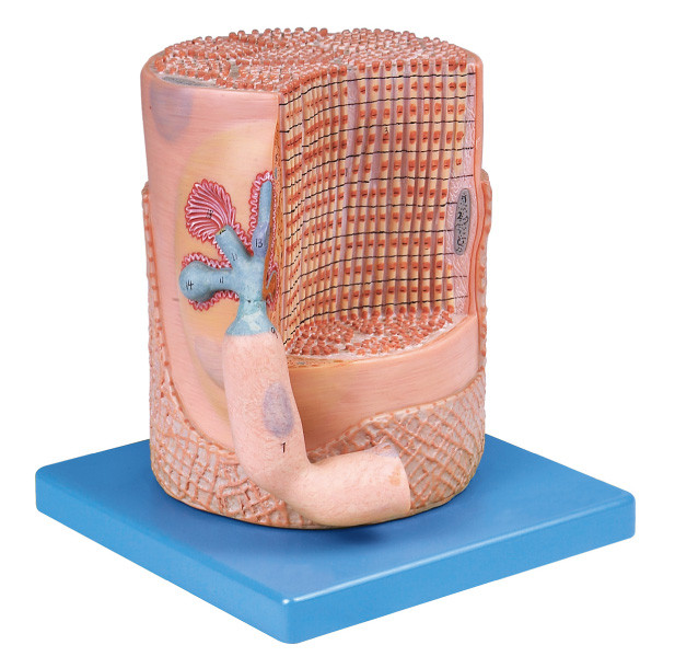 Fibra de músculo esquelético del sistema nervioso con el modelo humano de la anatomía de la placa de extremo del motor para la educación médica