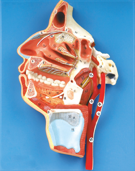 51 posiciones exhiben la boca, la nariz, la faringe y la laringe con los buques y los nervios