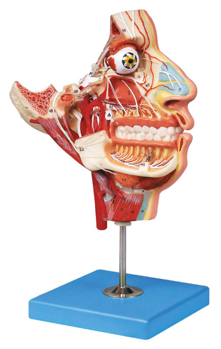 Los nervios y los buques en la anatomía humana del cráneo facial modelan el modelo de entrenamiento