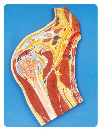 La anatomía médica de la sección de la junta de hombro modela el modelo exhibido 23 posiciones de la educación