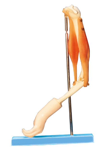 Junta de codo con el modelo funcional del músculo del brazo, modelo humano de la anatomía para entrenar