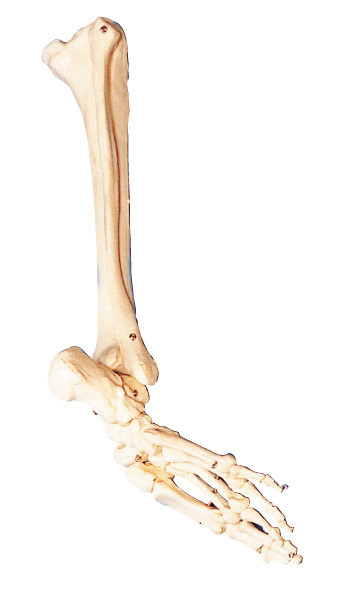 Los huesos del pie, del hueso de becerro y de la anatomía humana del shinebone modelan la herramienta del entrenamiento